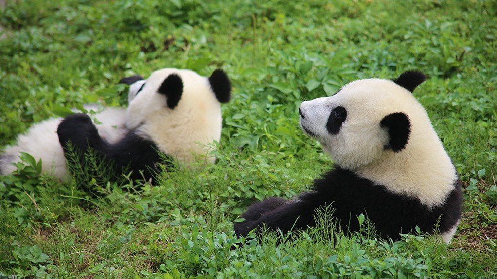 best of Species panda saving ened