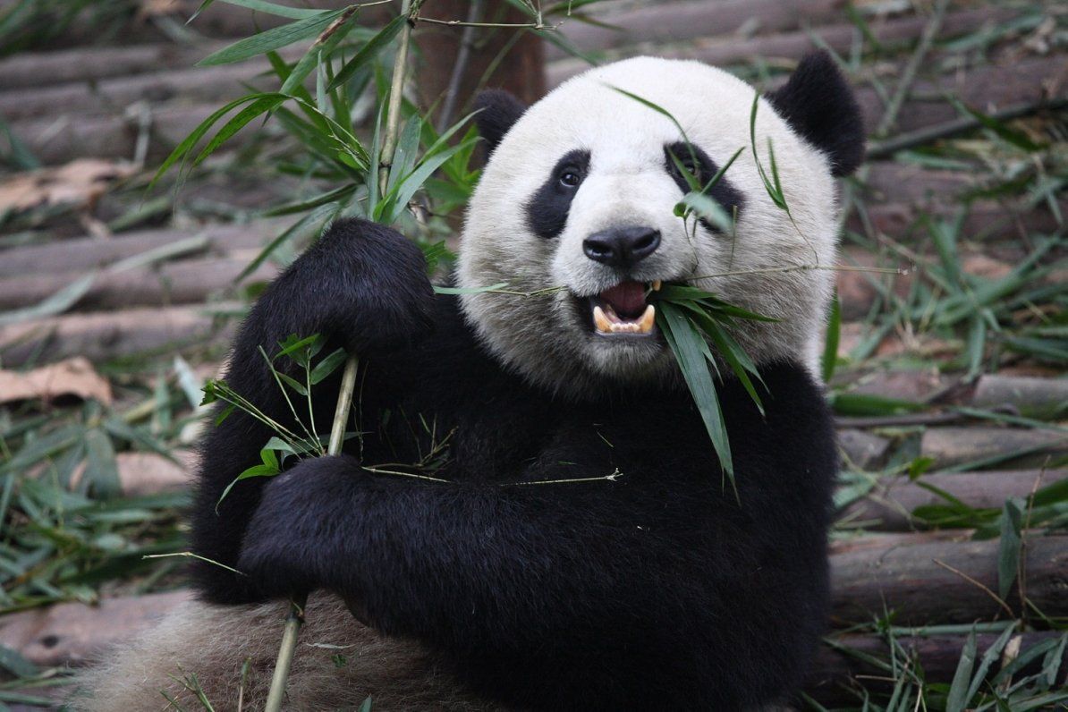 Panda saving ened species
