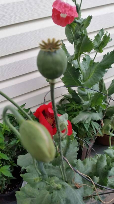 Foot-long reccomend grow papaver somniferum poppies with