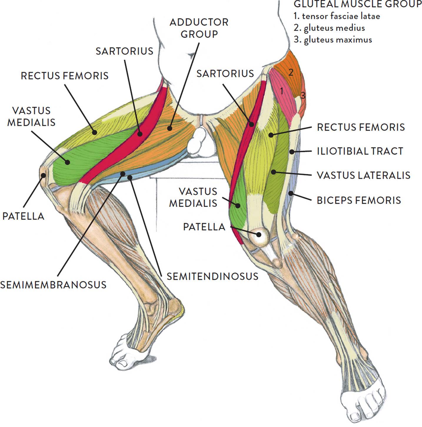 Nightcap reccomend muscle calves quads amazing legs