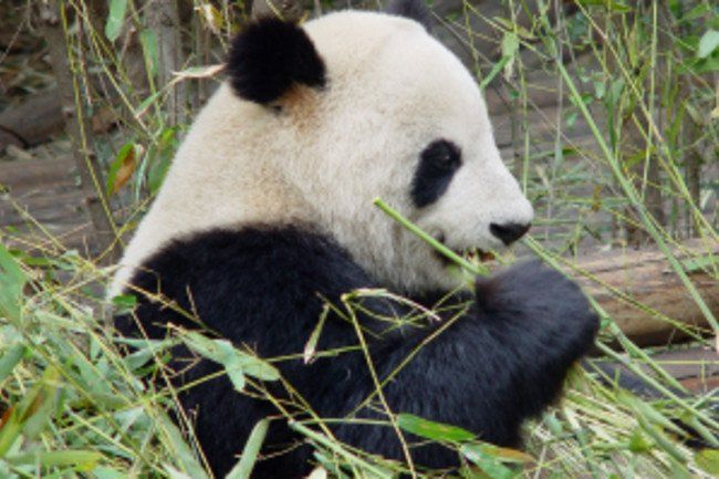 Bullseye reccomend panda saving ened species