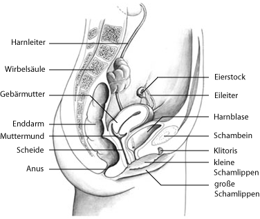 best of Penis anatomie einen anfnger zeichnet