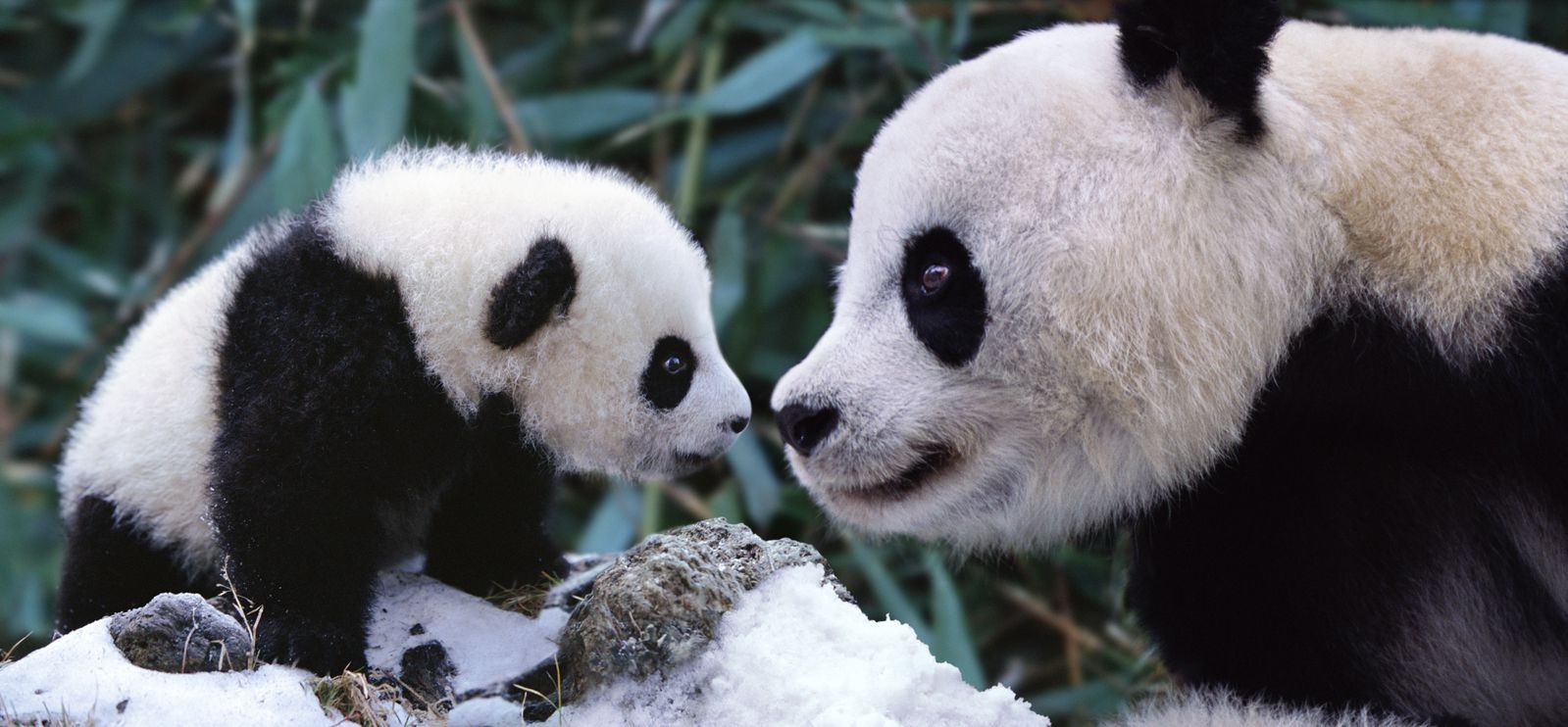Ghost reccomend panda saving ened species