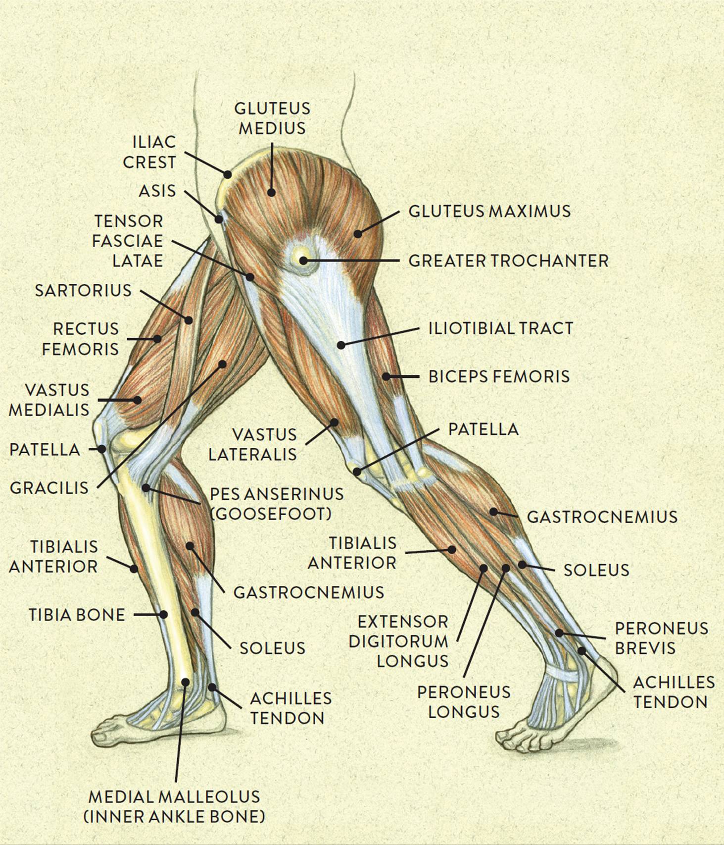 Muscle calves quads amazing legs