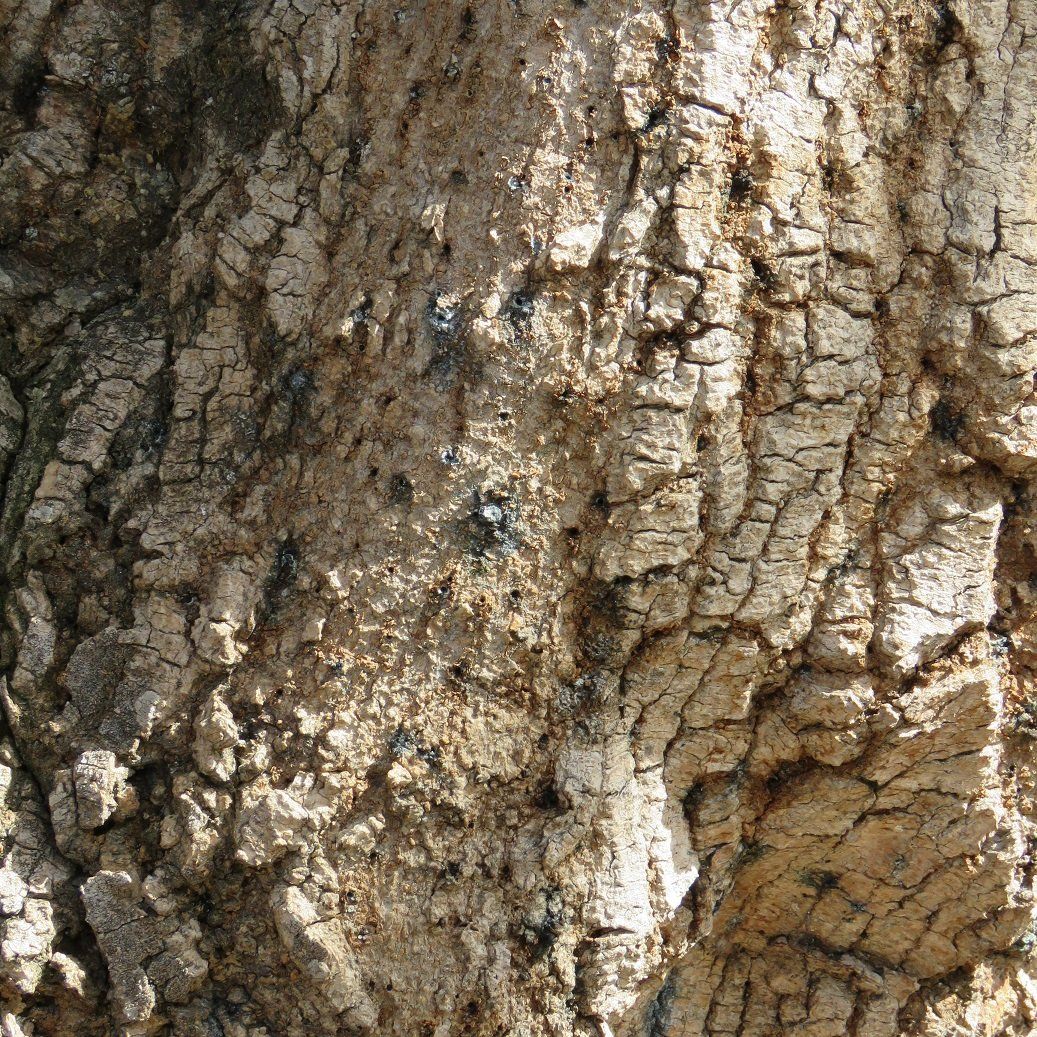 Mamsell reccomend Mature oak tree damaged bark