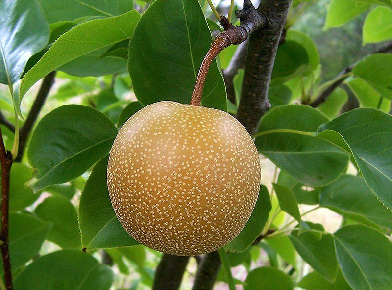 Napoleon reccomend Asian pear tree sale louisiana