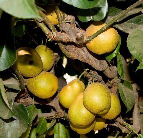 Canine reccomend Asian pear tree sale louisiana