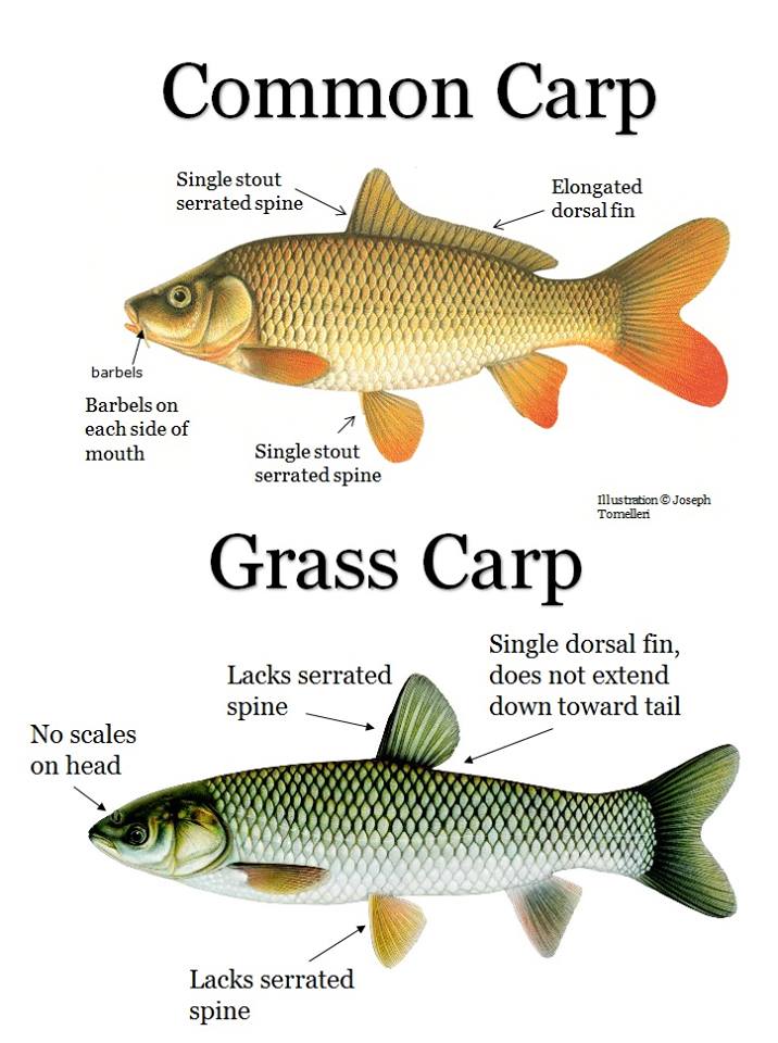 best of Invasive Asian species carp