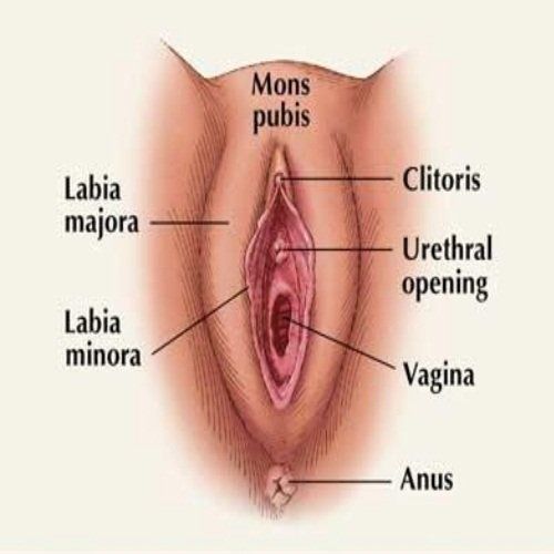 Clitoris real