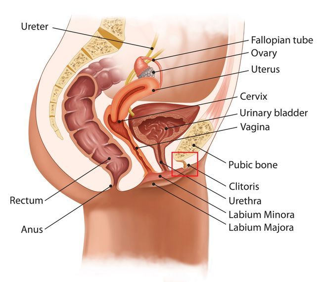 Mature human ovary