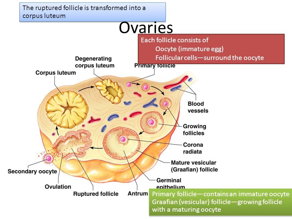 Hannibal reccomend Mature human ovary