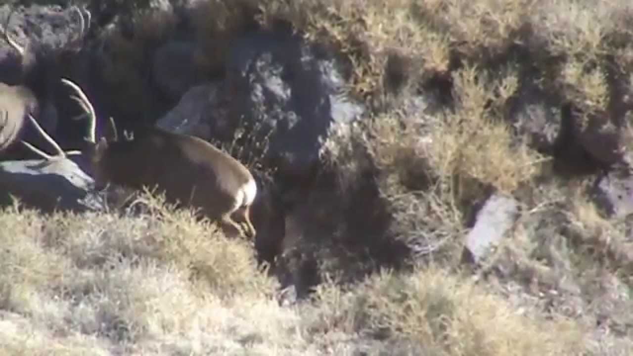 Preach reccomend Big mule deer kill on arizona strip