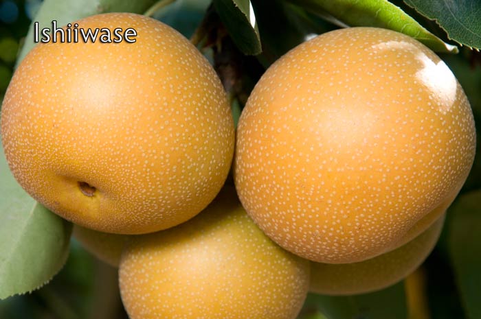 Pancake reccomend Asian pears ripe