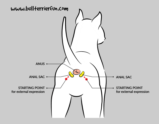 How to empty dog anal gland Fisting