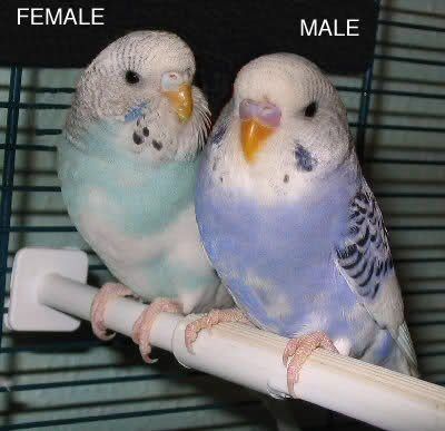 Boomstick reccomend Determining the sex of a parakeet