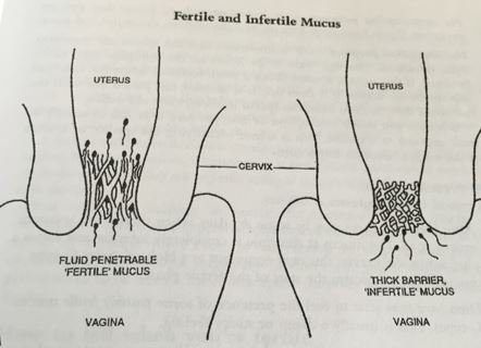 Sperm lifespan in fertile cervical mucus