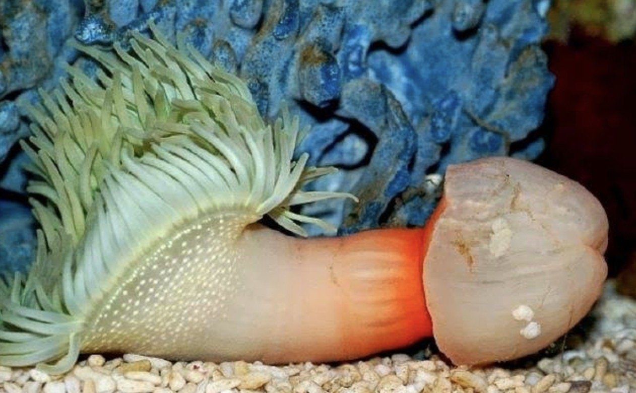 Fish looks like penis