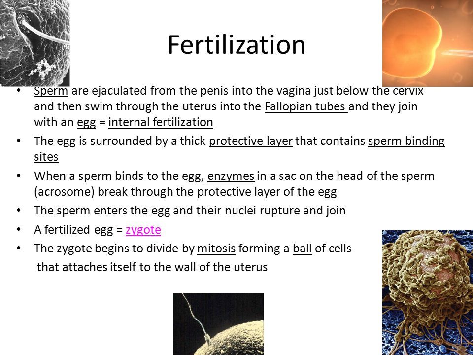 Teach reccomend Sperm on edge of vagina