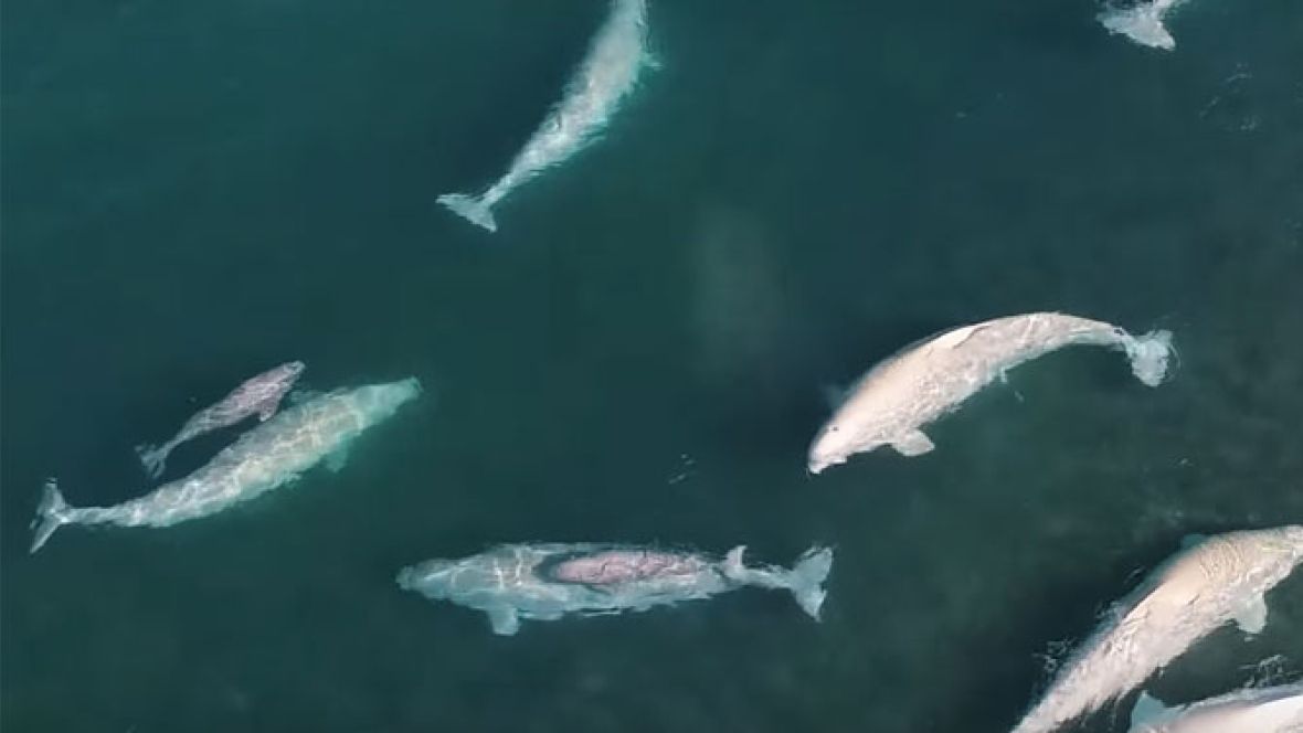 best of Whales cock Beluga