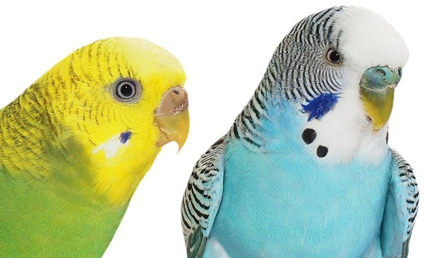 Determining the sex of a parakeet
