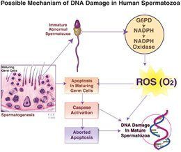 best of For sperm dna damage Checking