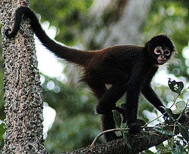 Mexico swinger monkey