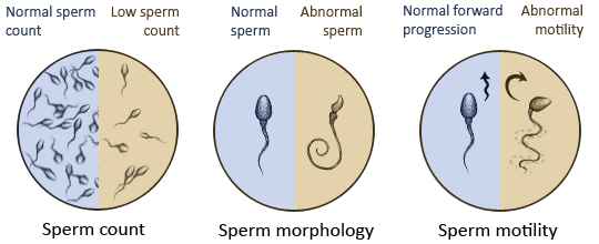 best of Fertility count Mens sperm
