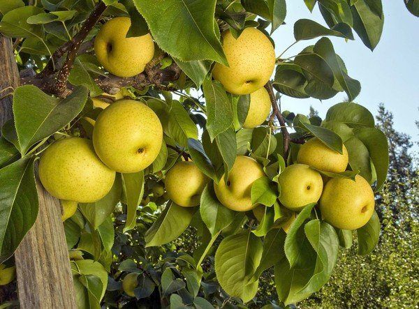 Asian pear tree picture