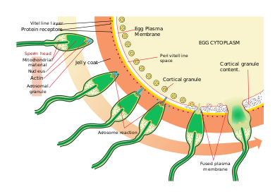 Sperm cell contributes to vertebrates