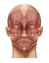 best of Anatomy allergan Facial