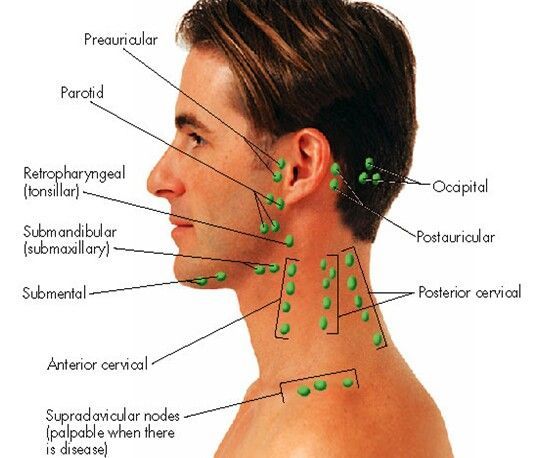 Facial and neck lymph nodes