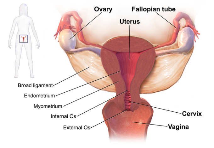 Hurricane reccomend Picture of vulva and its part