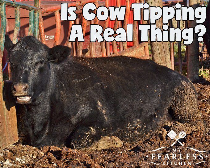 Outlaw reccomend Cow tipping is it real