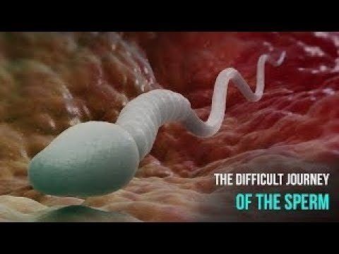 Brown S. reccomend Journey of the sperm discovery