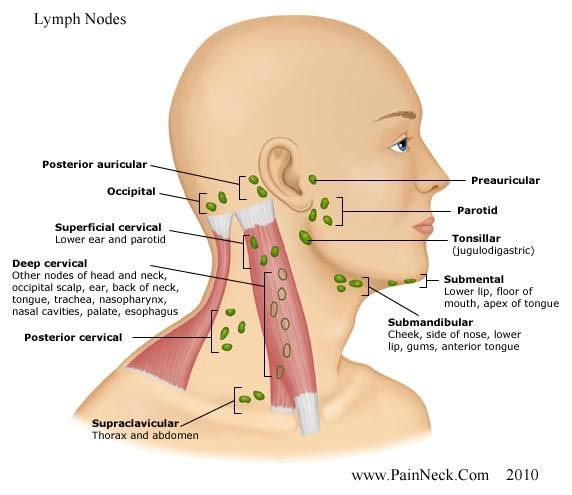 Sphinx reccomend Facial and neck lymph nodes