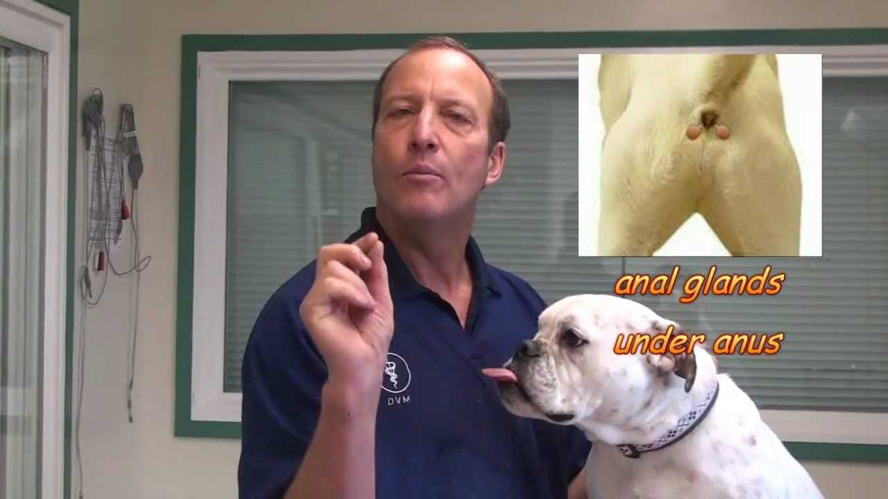 best of Empty anal dog to gland Fisting How