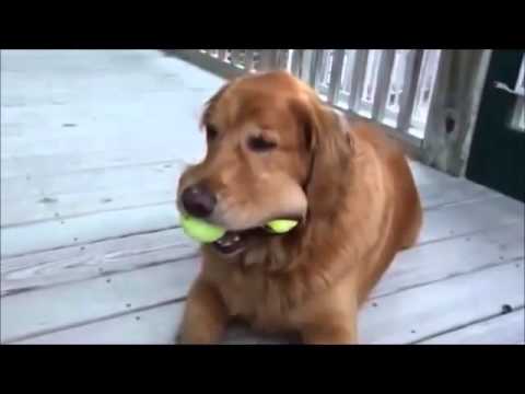 best of Adoption commercial funny Pet