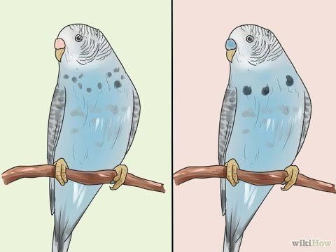 Wild R. reccomend Determining the sex of a parakeet