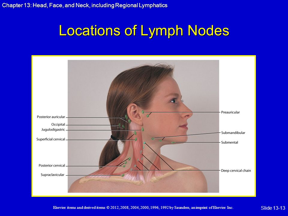 best of Lymph neck Facial nodes and