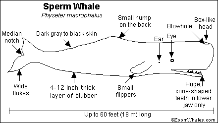 best of Teeth sentence whale Sperm