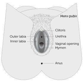 Diesel reccomend Vagina labia vulva