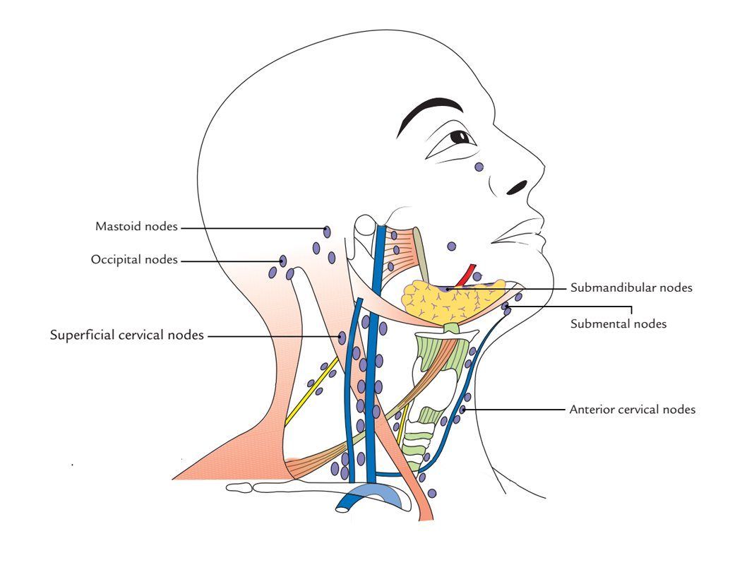 Facial and neck lymph nodes