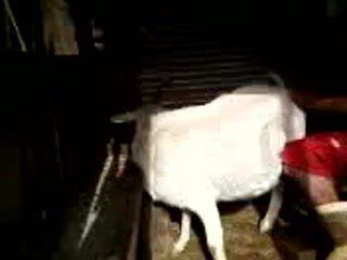 Tansy reccomend Woman fucking a goat videos