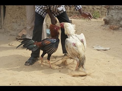 best of Fight Asian cock