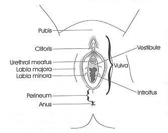 Picture of vulva and its part
