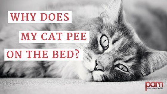 best of Bed on Stop peeing cat