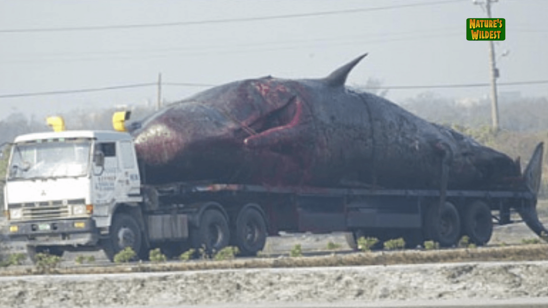 Exploding sperm whale in taiwan
