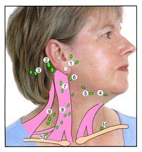 best of Lymph neck Facial nodes and