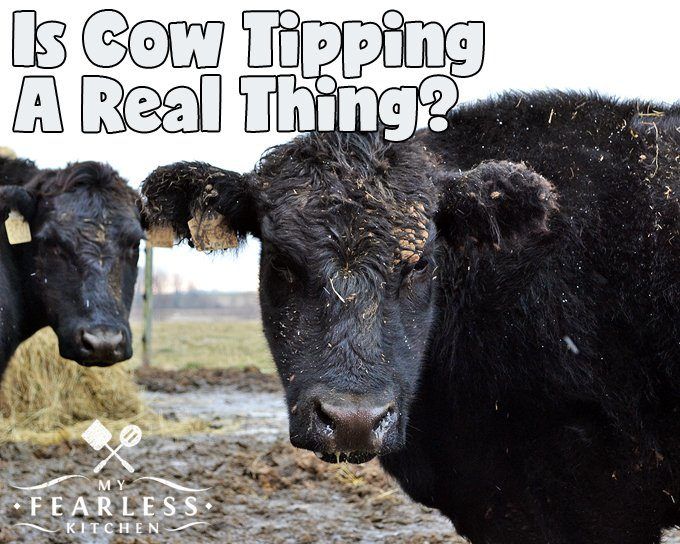 best of Tipping is it real Cow