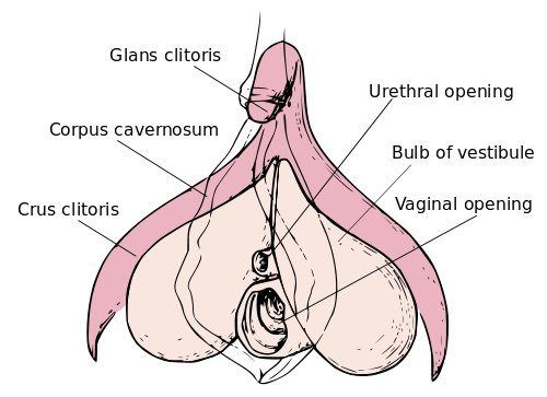 Black P. reccomend Penis shape clitoris